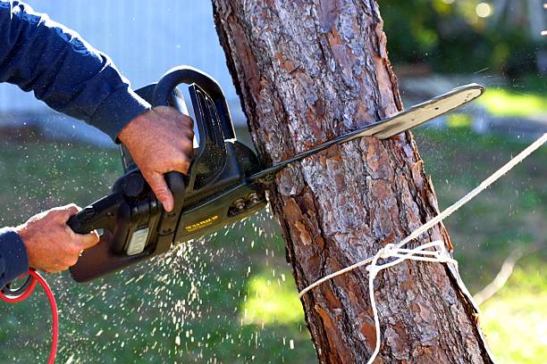 How Our Tree Care Process Works  in  Miami Lakes, FL