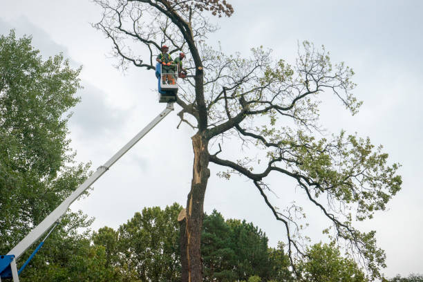 Tree Care